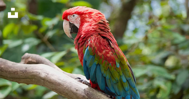 How to Choose the Right Perch for Your Bird (And Why It Matters More Than You Think)