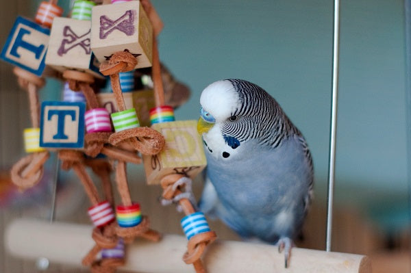 The Importance of Bird Toys: Keeping Your Feathered Friend Happy and Healthy