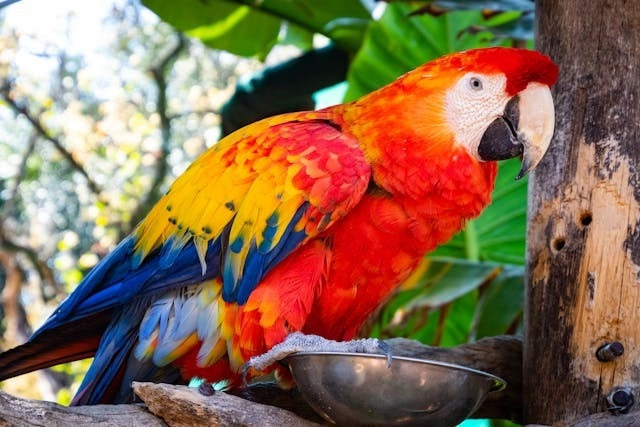 Enrich Your Bird’s Quality of Life