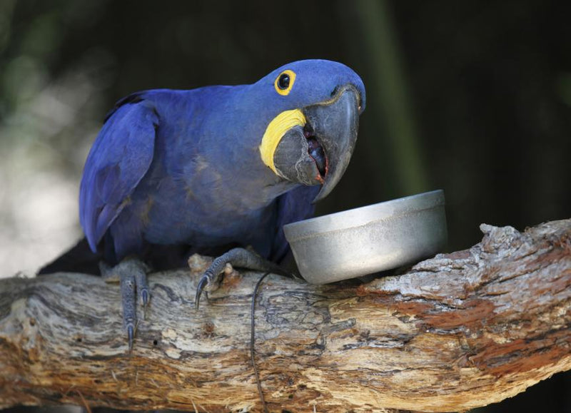Tropican Bird Food Diet Conversion Techniques