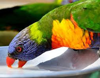 ROUDYBUSH LORY NECTAR