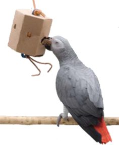 SEEK'N FIND FORAGING BOXES